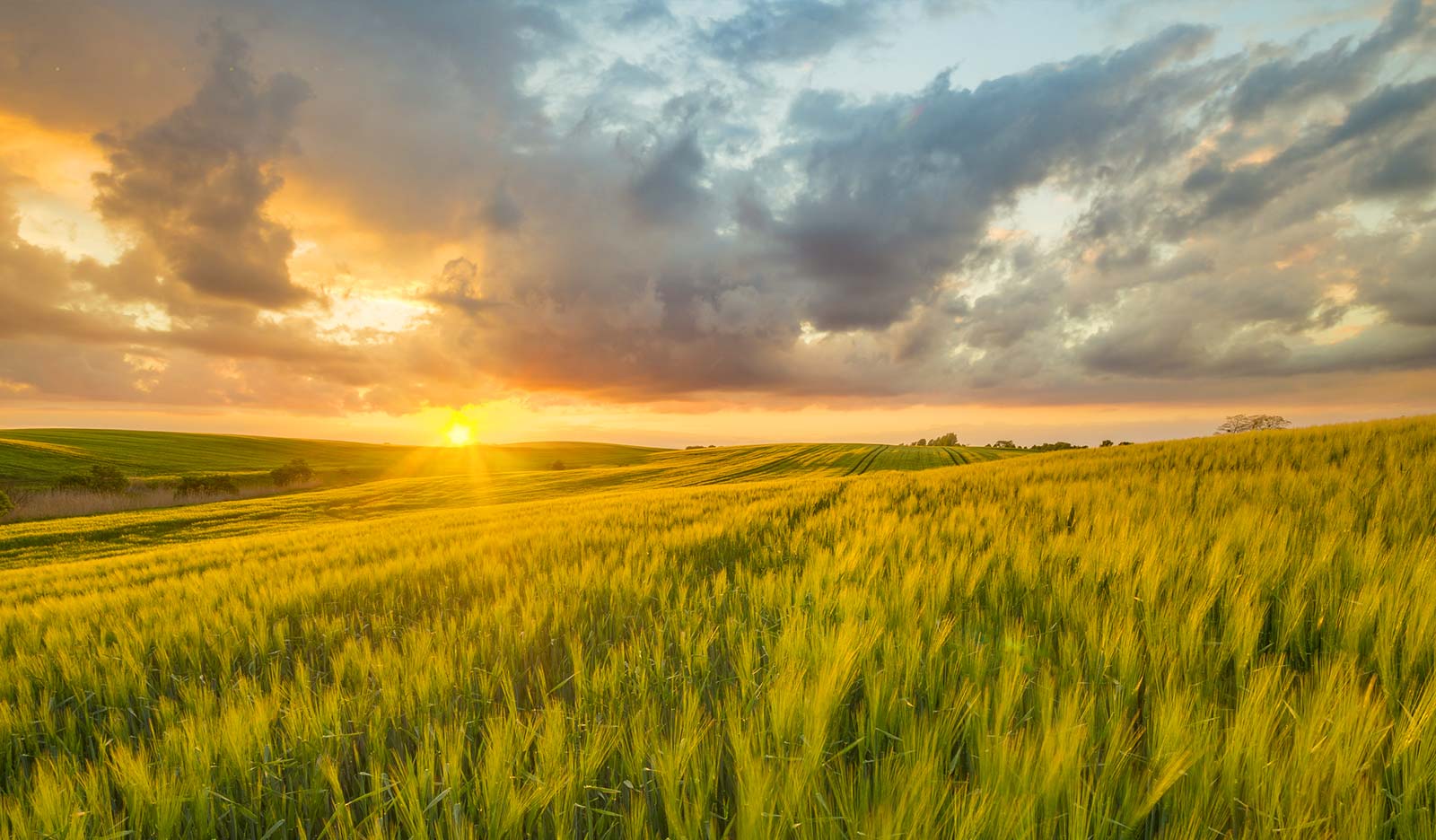 Living christmas tree magnolia avenue baptist church